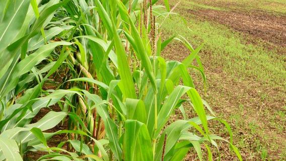Sabotage bei der Maisernte: Stahlschraube an Pflanze verursachte Schaden von über 50.000 Euro