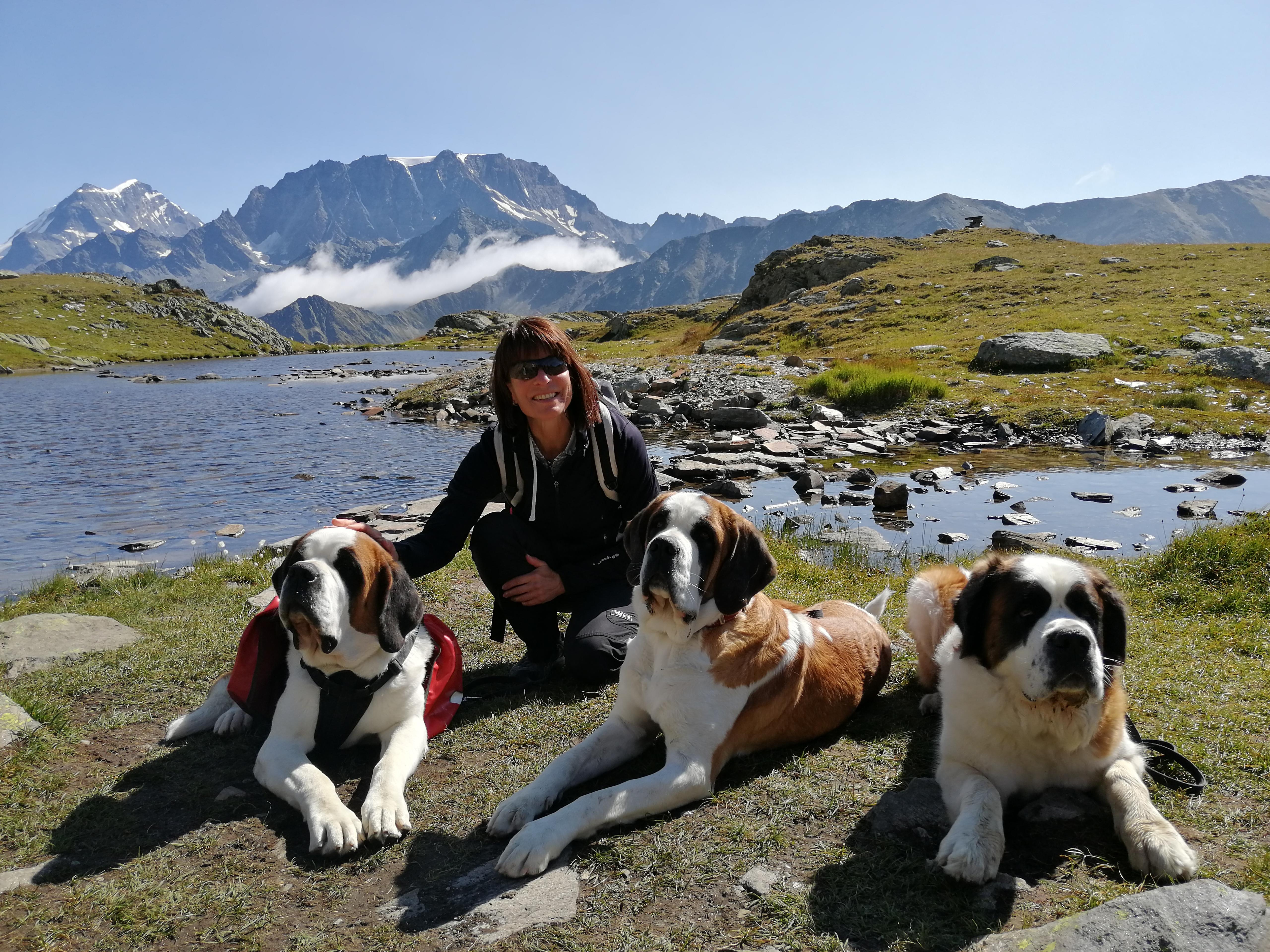 Das untere Wallis lässt sich auf zwei und in Begleitung von vier Beinen am besten entdecken. Während es im Tal selbst bis zu 300 Sonnentage hat, kann es auf Höhe des San Bernardino-Passes in 2800 Metern Höhe auch im Sommer frostig werden. Wer möchte, kann die Bergewelt in Begleitung einer Barry-Foundation-Hundeführerin samt Bernhardiner entdecken. Ein Das untere Wallis lässt sich auf zwei und in Begleitung von vier Beinen am besten entdecken. Während es im Tal selbst bis zu 300 Sonnentage hat, kann es auf Höhe des San Bernardino-Passes in 2800 Metern Höhe auch im Sommer frostig werden. Wer möchte, kann die Bergewelt in Begleitung einer Barry-Foundation-Hundeführerin samt Bernhardiner entdecken. Ein