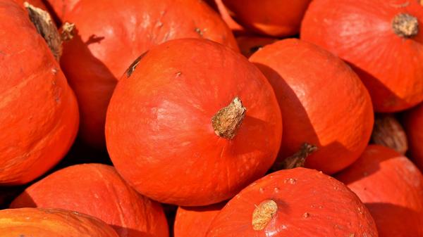 Im Gegensatz zu den meisten anderen Sorten enthält der Hokkaido-Kürbis relativ wenig Wasser – dafür umso mehr gesunde Nährstoffe. In 100 Gramm stecken 30 Milligramm Vitamin C. Hinzu kommen 1,7 Gramm Eiweiß, 0,5 Gramm Fett und 5,5 Gramm Kohlenhydrate.
