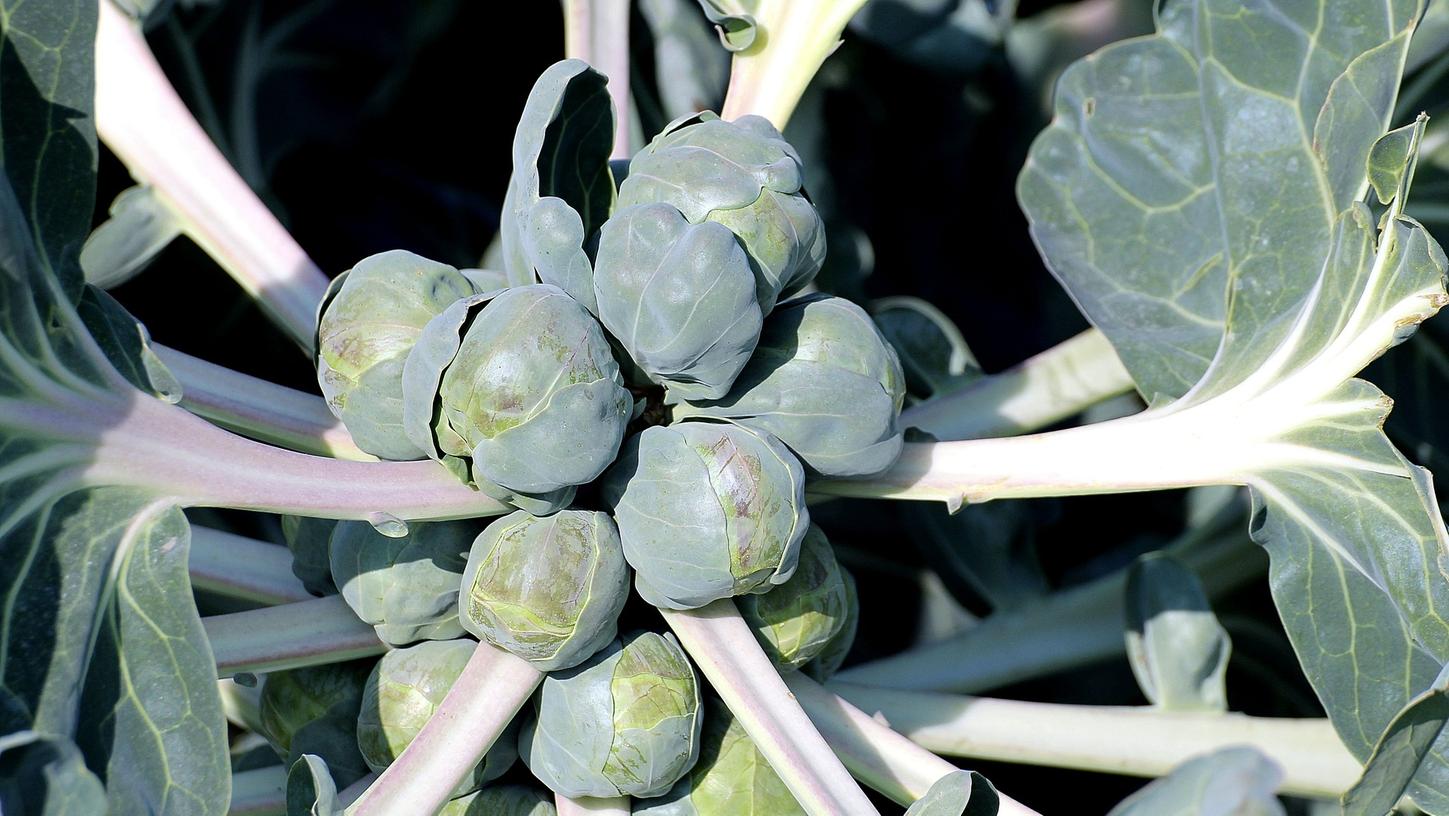 Hat im Dezember Saison: der Rosenkohl. Er enthält viel Vitamin A und C und ist reich an Mineralstoffen wie Eisen, Kalium, Kalzium und Magnesium.