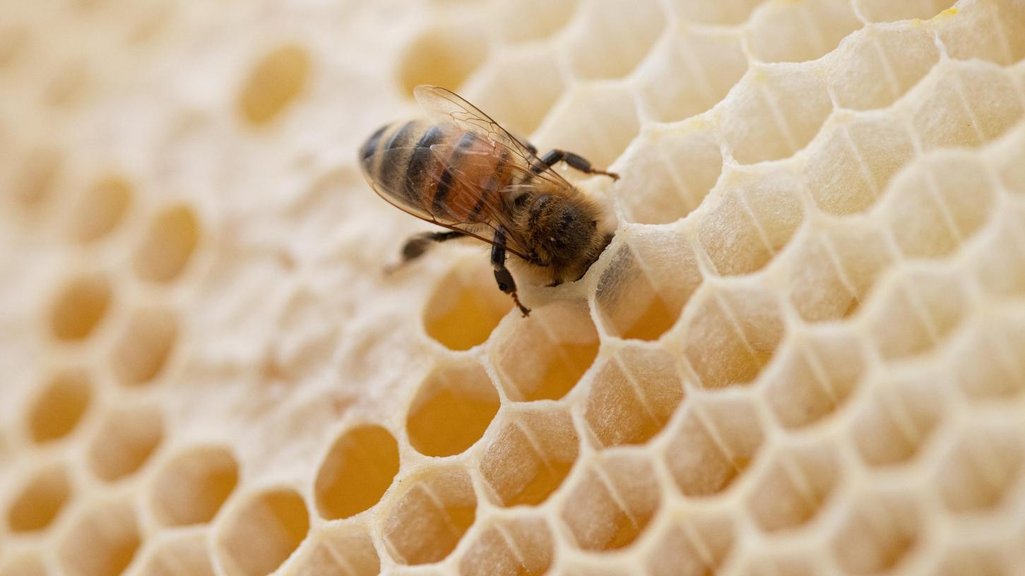 Leere Waben allerorten: In diesem Jahr produzierten Bayerns Bienen deutlich weniger Honig als in den Vorjahren. 