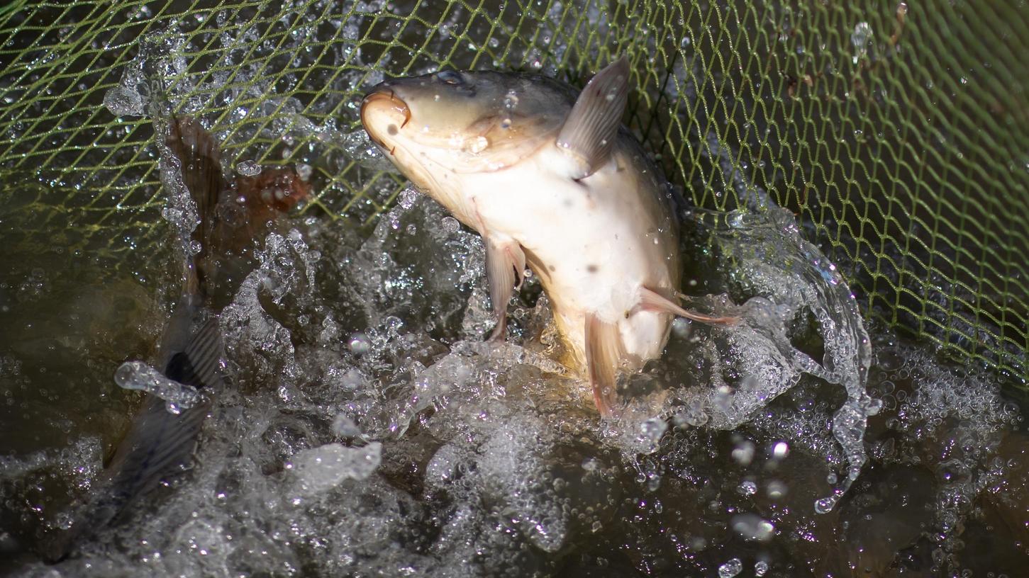 Traditionell im ersten mit "R" endenden Monat nach dem Sommer wird in Bayern die Karpfensaison eröffnet. Doch die Karpfenzucht ist bedroht.
Traditionell im ersten mit "R" endenden Monat nach dem Sommer wird in Bayern die Karpfensaison eröffnet. Doch die Karpfenzucht ist bedroht.
