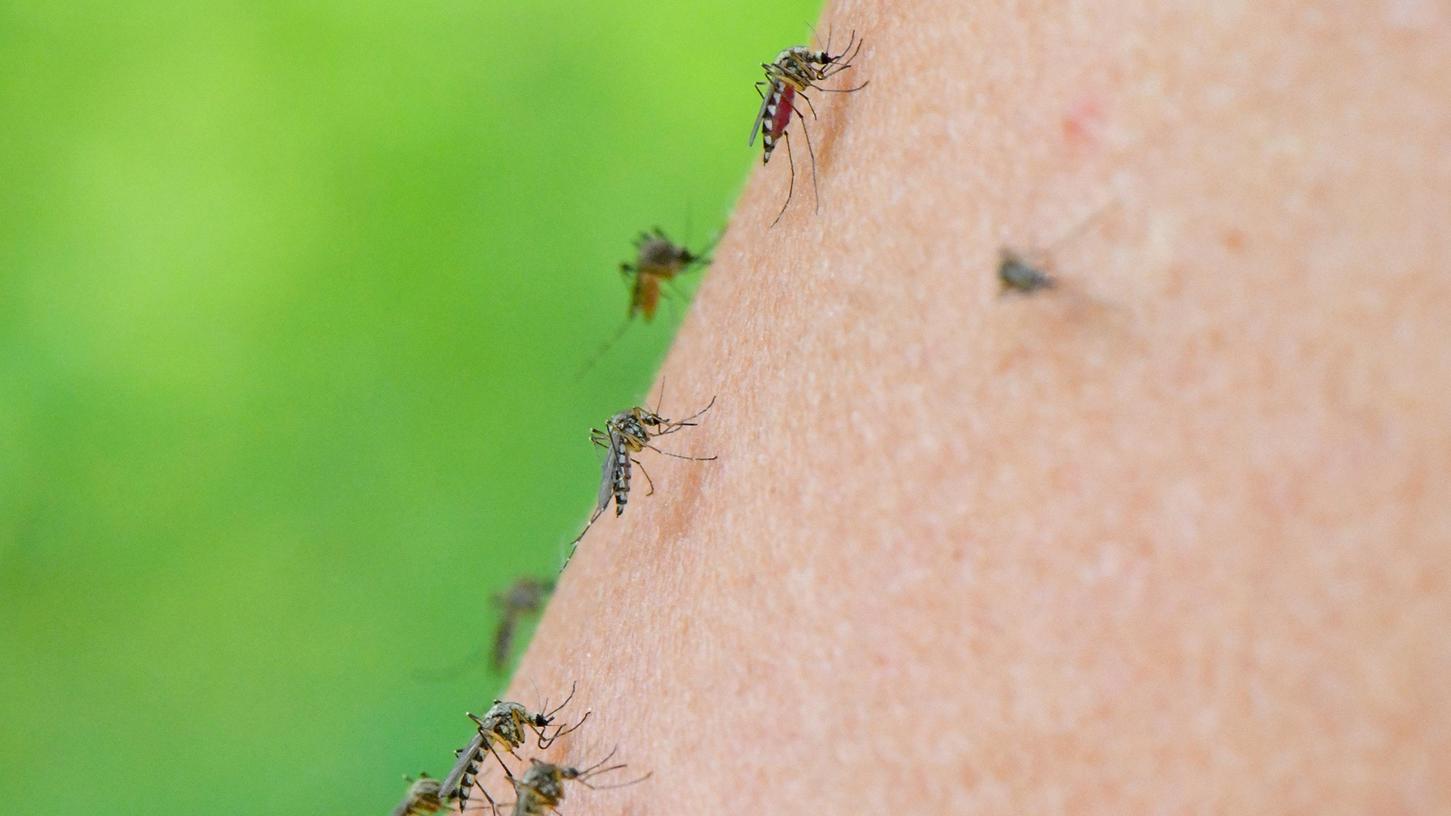  Mehrere Mücken der Art Aedes vexans sind auf dem Arm einer Frau zu sehen. Doch warum saugen sie bei manchen Menschen lieber als bei anderen?