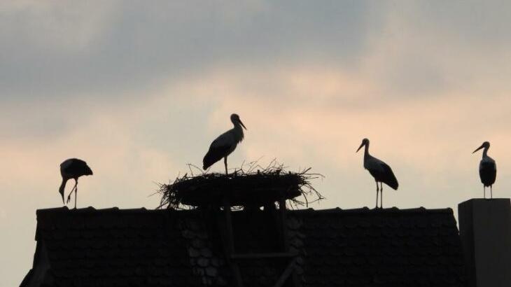Störche auf den Dächern Hersbrucks.
Störche auf den Dächern Hersbrucks.