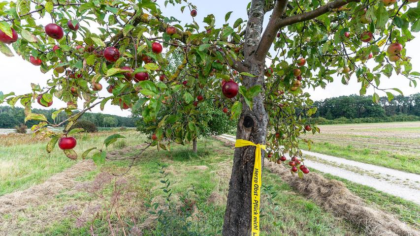 In Beutelsdorf sind alte Obstsorten wie diese Äpfel Bestandteil der Streuobstwiesen.