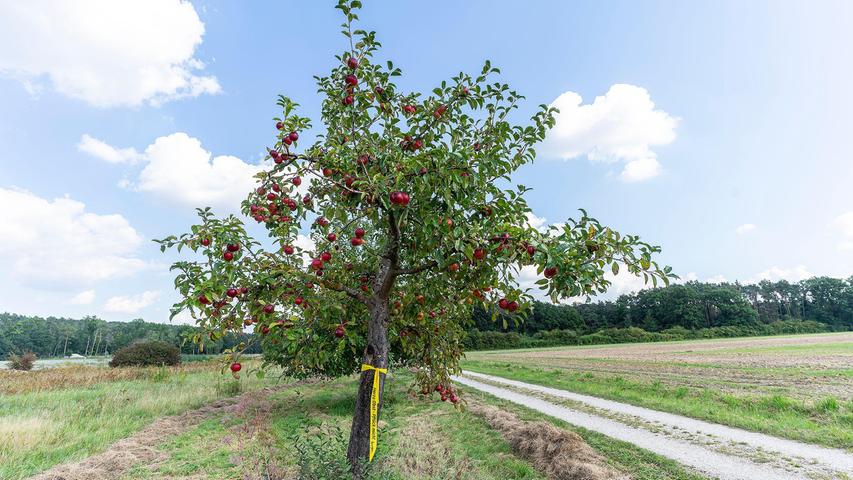 Eine halbe Obstbaum-Allee steht am östlichen Ortsrand von Beutelsdorf - und darf gratis abgeerntet werden.