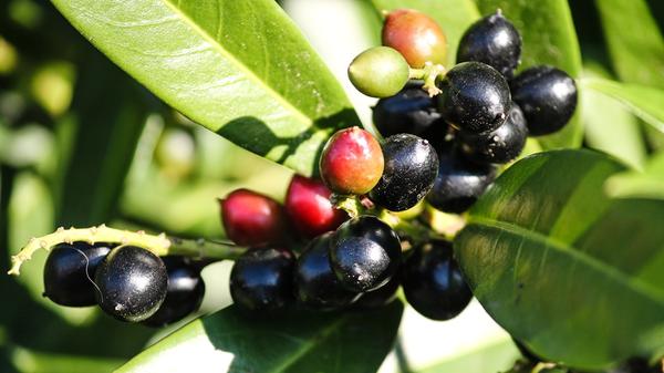 cherry-laurel-3595514_1920.jpg