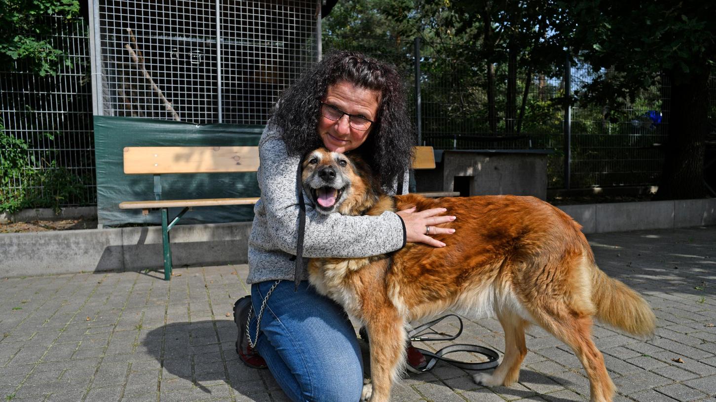 Ausrangiert: Eine "tolle, liebe, verträgliche Maus" nennt Carmen Nottrott die Schäferhündin Tara, die in der Münchener Straße aufgegriffen wurde.