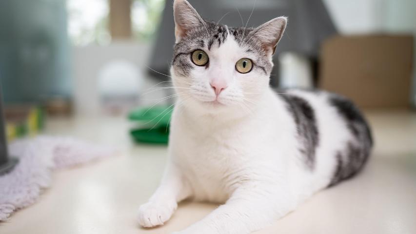 Katze Aura sucht eine neue Familie. Die Europäische Kurzhaar ist drei Jahre alt und seit April im Tierheim Nürnberg. Die kastrierte Freigängerin hat Angst vor Kindern und auch bei lauten Geräuschen ist sie sehr schreckhaft. Aura ist deshalb eher eine Einzelkatze und kann mitunter zickig sein. Bei Menschen mit Katzenerfahrung aber ist sie auch sehr zutraulich und verschmust.
Mehr Informationen gibt es beim Tierheim Nürnberg, Stadenstraße 90, 90491 Nürnberg, Telefon (0911) 919890.
Katze Aura sucht eine neue Familie. Die Europäische Kurzhaar ist drei Jahre alt und seit April im Tierheim Nürnberg. Die kastrierte Freigängerin hat Angst vor Kindern und auch bei lauten Geräuschen ist sie sehr schreckhaft. Aura ist deshalb eher eine Einzelkatze und kann mitunter zickig sein. Bei Menschen mit Katzenerfahrung aber ist sie auch sehr zutraulich und verschmust.
Mehr Informationen gibt es beim Tierheim Nürnberg, Stadenstraße 90, 90491 Nürnberg, Telefon (0911) 919890.