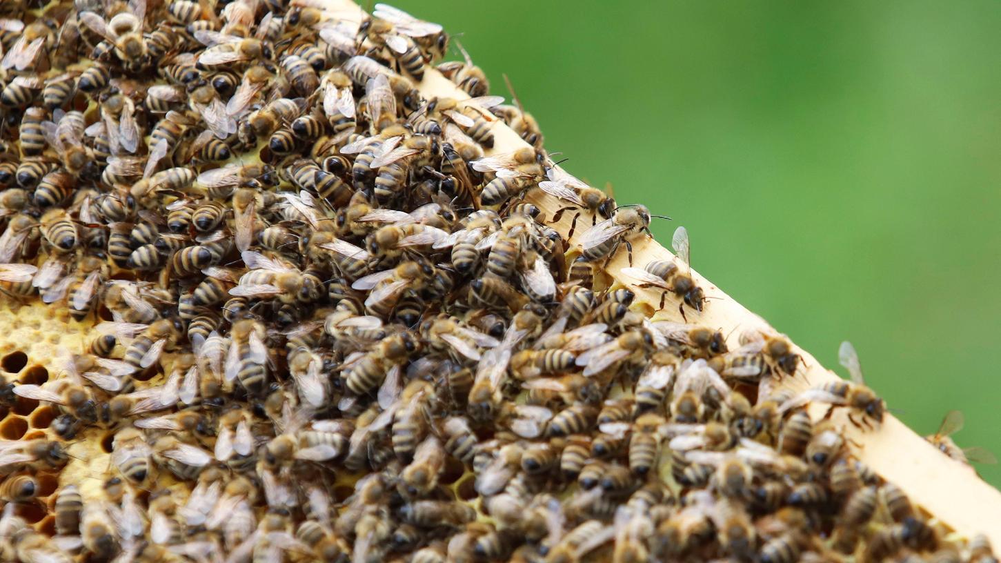 Der Honigertrag der Imker im Landkreis Forchheim fällt im Jahr 2021 schlecht aus.