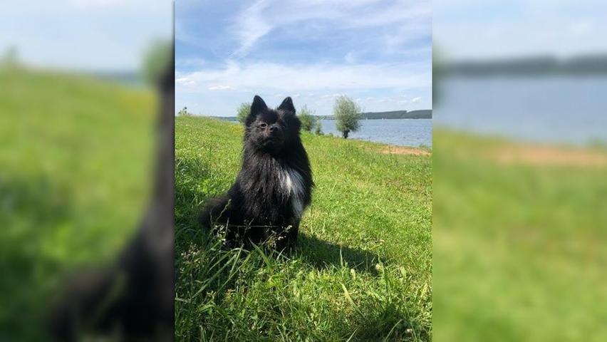 Zwergspitz Balu als Lebensretter: Hund findet vermissten Senior