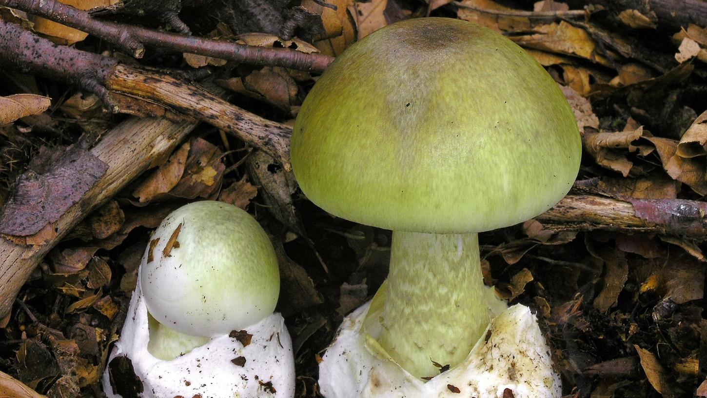 Hier ist der olivgrüne Hut gut zu erkennen: Grüne Knollenblätterpilze (Amanita phalloides) stehen auf dem Waldboden.
Hier ist der olivgrüne Hut gut zu erkennen: Grüne Knollenblätterpilze (Amanita phalloides) stehen auf dem Waldboden.