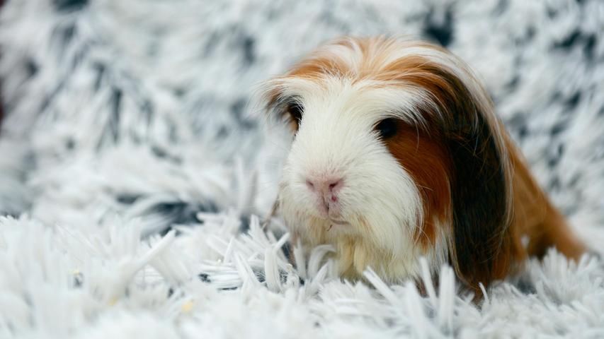 Der Meerschweinchenbub „Herr Nilson“ ist dagegen auf der Suche nach einem neuen Zuhause, nachdem er sein bisheriges Zuhause, in welchem er mit zwei weiteren, ebenfalls männlichen, unkastrierten Meerschweinchen lebte, wegen Allergie verlassen musste. Der knapp drei Jahre alte, dreifarbige „Herr Nilson“ ist nicht nur sehr hübsch, sondern auch zutraulich. Den anderen beiden männlichen Meerschweinchen hat er erklärt, dass sie sich unterzuordnen haben und so war die Harmonie in der Gruppe manchmal etwas gestört. „Herr Nilson“ wäre besser in einer Damengruppe oder bei einem weiblichen Meerschweinchen aufgehoben und deshalb wurden die Meerschweinchen kastriert. Die nach der Kastration einzuhaltende Wartezeit ist noch nicht ganz abgelaufen, aber „Herr Nilson“ wäre bereit, Bewerbungen schon einmal entgegen zu nehmen. Um die Ausbreitung der Pandemie nicht zu fördern und um unsere Mitarbeiter und Besucher zu schützen, wurde das Tierheim Neumarkt komplett für Besucher, Gassigeher und Katzenstreichler geschlossen. Um den Tieren jedoch nicht die Chance auf ein neues Zuhause zu verbauen, finden Tiervermittlung und Beratung dennoch telefonisch beziehungsweise nach vorheriger Terminvereinbarung zwischen 14.30 und 17 Uhr unter Telefon (0 91 81) 2 28 62 statt. In Notfällen und im Falle von Fundtieren ist das Tierheim ebenfalls unter dieser Telefonnummer erreichbar. Hier geht es zur Internet-Seite des Tierheims
Der Meerschweinchenbub „Herr Nilson“ ist dagegen auf der Suche nach einem neuen Zuhause, nachdem er sein bisheriges Zuhause, in welchem er mit zwei weiteren, ebenfalls männlichen, unkastrierten Meerschweinchen lebte, wegen Allergie verlassen musste. Der knapp drei Jahre alte, dreifarbige „Herr Nilson“ ist nicht nur sehr hübsch, sondern auch zutraulich. Den anderen beiden männlichen Meerschweinchen hat er erklärt, dass sie sich unterzuordnen haben und so war die Harmonie in der Gruppe manchmal etwas gestört. „Herr Nilson“ wäre besser in einer Damengruppe oder bei einem weiblichen Meerschweinchen aufgehoben und deshalb wurden die Meerschweinchen kastriert. Die nach der Kastration einzuhaltende Wartezeit ist noch nicht ganz abgelaufen, aber „Herr Nilson“ wäre bereit, Bewerbungen schon einmal entgegen zu nehmen. Um die Ausbreitung der Pandemie nicht zu fördern und um unsere Mitarbeiter und Besucher zu schützen, wurde das Tierheim Neumarkt komplett für Besucher, Gassigeher und Katzenstreichler geschlossen. Um den Tieren jedoch nicht die Chance auf ein neues Zuhause zu verbauen, finden Tiervermittlung und Beratung dennoch telefonisch beziehungsweise nach vorheriger Terminvereinbarung zwischen 14.30 und 17 Uhr unter Telefon (0 91 81) 2 28 62 statt. In Notfällen und im Falle von Fundtieren ist das Tierheim ebenfalls unter dieser Telefonnummer erreichbar. Hier geht es zur Internet-Seite des Tierheims