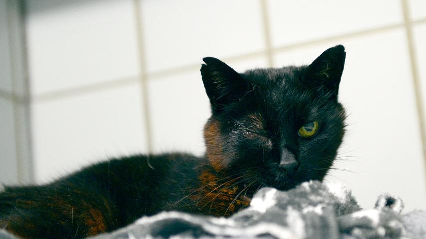 Für die schwarze Katze wäre es besonders wichtig, ihr Zuhause wieder zu finden, denn die Katzenlady ist schon ziemlich betagt. Sie wurde am 30. August morgens in Berngau auf der Kläranlage entdeckt und sie saß dort den ganzen Tag vor dem Zählerraum. Am 31. August, als sie noch immer da war, wurde sie ins Tierheim Neumarkt gebracht. Dort ist bisher keine solche Katze im Vermisstenregister erfasst und die Katze hat leider auch keine Tätowierung und keinen Chip, so dass auch ihre Besitzer noch nicht ausfindig gemacht werden konnten. Wo wird diese Katze vermisst? Um die Ausbreitung der Pandemie nicht zu fördern und um unsere Mitarbeiter und Besucher zu schützen, wurde das Tierheim Neumarkt komplett für Besucher, Gassigeher und Katzenstreichler geschlossen. Um den Tieren jedoch nicht die Chance auf ein neues Zuhause zu verbauen, finden Tiervermittlung und Beratung dennoch telefonisch beziehungsweise nach vorheriger Terminvereinbarung zwischen 14.30 und 17 Uhr unter Telefon (0 91 81) 2 28 62 statt. In Notfällen und im Falle von Fundtieren ist das Tierheim ebenfalls unter dieser Telefonnummer erreichbar. Hier geht es zur Internet-Seite des Tierheims
Für die schwarze Katze wäre es besonders wichtig, ihr Zuhause wieder zu finden, denn die Katzenlady ist schon ziemlich betagt. Sie wurde am 30. August morgens in Berngau auf der Kläranlage entdeckt und sie saß dort den ganzen Tag vor dem Zählerraum. Am 31. August, als sie noch immer da war, wurde sie ins Tierheim Neumarkt gebracht. Dort ist bisher keine solche Katze im Vermisstenregister erfasst und die Katze hat leider auch keine Tätowierung und keinen Chip, so dass auch ihre Besitzer noch nicht ausfindig gemacht werden konnten. Wo wird diese Katze vermisst? Um die Ausbreitung der Pandemie nicht zu fördern und um unsere Mitarbeiter und Besucher zu schützen, wurde das Tierheim Neumarkt komplett für Besucher, Gassigeher und Katzenstreichler geschlossen. Um den Tieren jedoch nicht die Chance auf ein neues Zuhause zu verbauen, finden Tiervermittlung und Beratung dennoch telefonisch beziehungsweise nach vorheriger Terminvereinbarung zwischen 14.30 und 17 Uhr unter Telefon (0 91 81) 2 28 62 statt. In Notfällen und im Falle von Fundtieren ist das Tierheim ebenfalls unter dieser Telefonnummer erreichbar. Hier geht es zur Internet-Seite des Tierheims