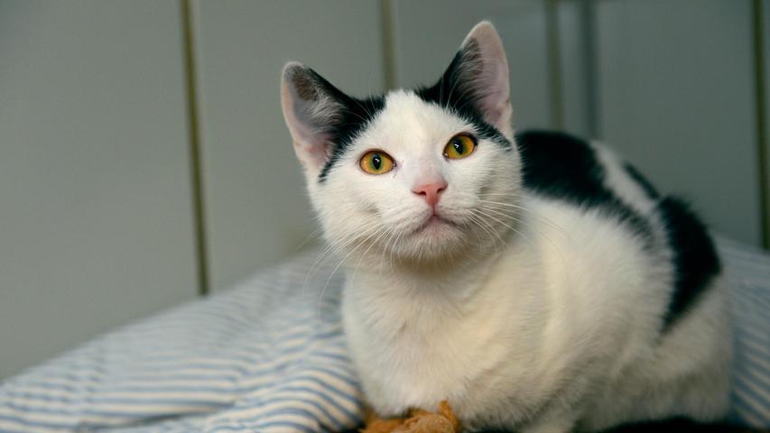 Auch der weiß-schwarze Kater, der am 3. September in Neumarkt in der Veit-Jung-Straße in einem Garten saß und keine Absicht hatte, irgendwann einmal wieder zu gehen, trug keine Kennzeichnung, mit der man im Tierheim hätte etwas anfangen können. Der etwa sechs Monate alte Kater trug nur ein Halsband und als man im Tierheim den Clip mit der Aufschrift „My home“ öffnete, befand sich darunter nichts. Halsbänder für Katzen sind wegen der Gefahr, dass sich die Katze versehentlich damit strangulieren könnte, ohnehin umstritten und in diesem Fall hier ist das Halsband ohne einen entsprechenden Hinweis auf die Besitzer im wahrsten Sinn des Wortes wirklich „für die Katz“. Wer kennt diesen Kater oder wer weiß, wo er wohnt? Um die Ausbreitung der Pandemie nicht zu fördern und um unsere Mitarbeiter und Besucher zu schützen, wurde das Tierheim Neumarkt komplett für Besucher, Gassigeher und Katzenstreichler geschlossen. Um den Tieren jedoch nicht die Chance auf ein neues Zuhause zu verbauen, finden Tiervermittlung und Beratung dennoch telefonisch beziehungsweise nach vorheriger Terminvereinbarung zwischen 14.30 und 17 Uhr unter Telefon (0 91 81) 2 28 62 statt. In Notfällen und im Falle von Fundtieren ist das Tierheim ebenfalls unter dieser Telefonnummer erreichbar. Hier geht es zur Internet-Seite des Tierheims
Auch der weiß-schwarze Kater, der am 3. September in Neumarkt in der Veit-Jung-Straße in einem Garten saß und keine Absicht hatte, irgendwann einmal wieder zu gehen, trug keine Kennzeichnung, mit der man im Tierheim hätte etwas anfangen können. Der etwa sechs Monate alte Kater trug nur ein Halsband und als man im Tierheim den Clip mit der Aufschrift „My home“ öffnete, befand sich darunter nichts. Halsbänder für Katzen sind wegen der Gefahr, dass sich die Katze versehentlich damit strangulieren könnte, ohnehin umstritten und in diesem Fall hier ist das Halsband ohne einen entsprechenden Hinweis auf die Besitzer im wahrsten Sinn des Wortes wirklich „für die Katz“. Wer kennt diesen Kater oder wer weiß, wo er wohnt? Um die Ausbreitung der Pandemie nicht zu fördern und um unsere Mitarbeiter und Besucher zu schützen, wurde das Tierheim Neumarkt komplett für Besucher, Gassigeher und Katzenstreichler geschlossen. Um den Tieren jedoch nicht die Chance auf ein neues Zuhause zu verbauen, finden Tiervermittlung und Beratung dennoch telefonisch beziehungsweise nach vorheriger Terminvereinbarung zwischen 14.30 und 17 Uhr unter Telefon (0 91 81) 2 28 62 statt. In Notfällen und im Falle von Fundtieren ist das Tierheim ebenfalls unter dieser Telefonnummer erreichbar. Hier geht es zur Internet-Seite des Tierheims