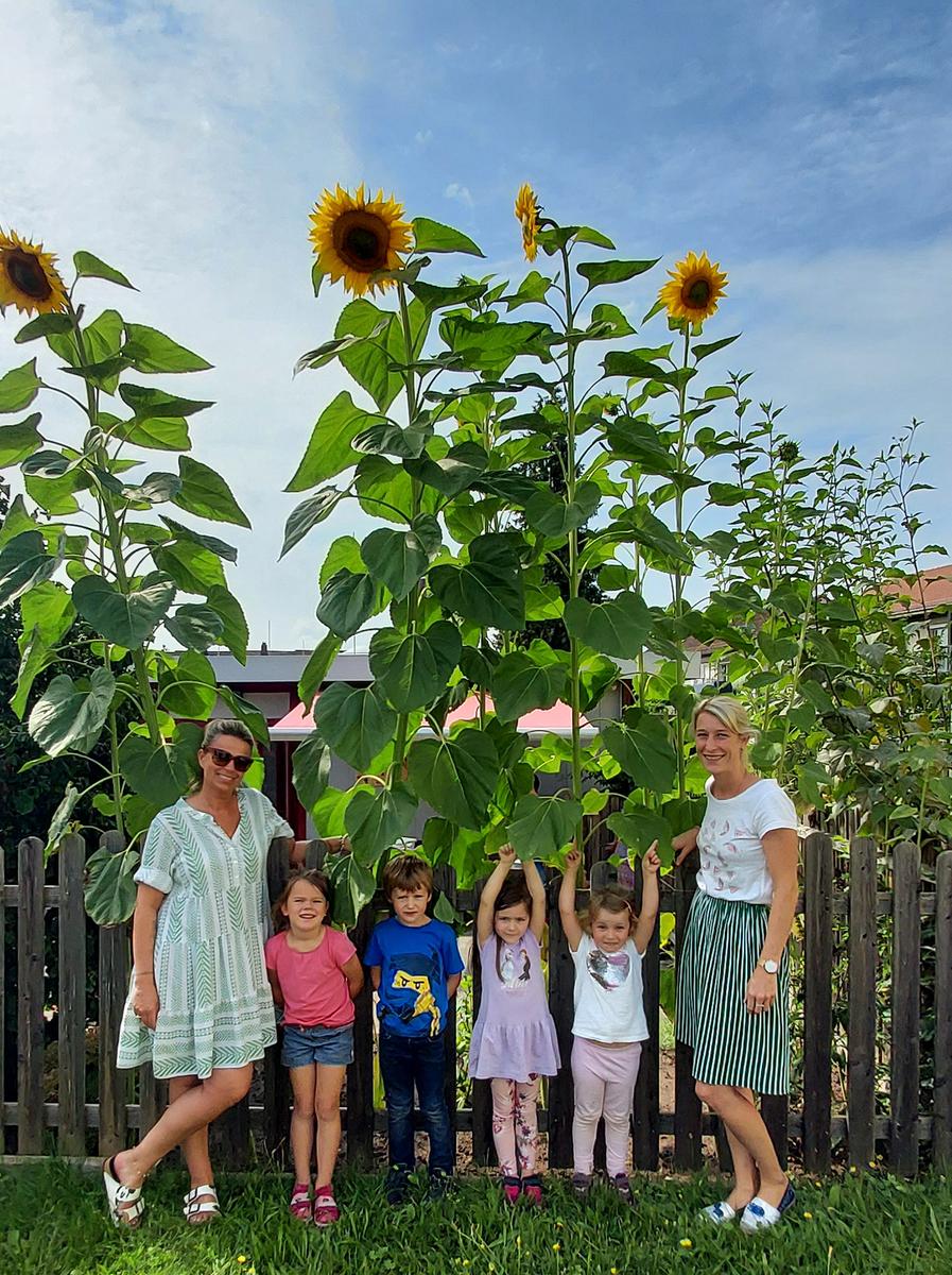 Soooo groß: die Sonnenblumen im Montessori Kindergarten Schwarzenbruck