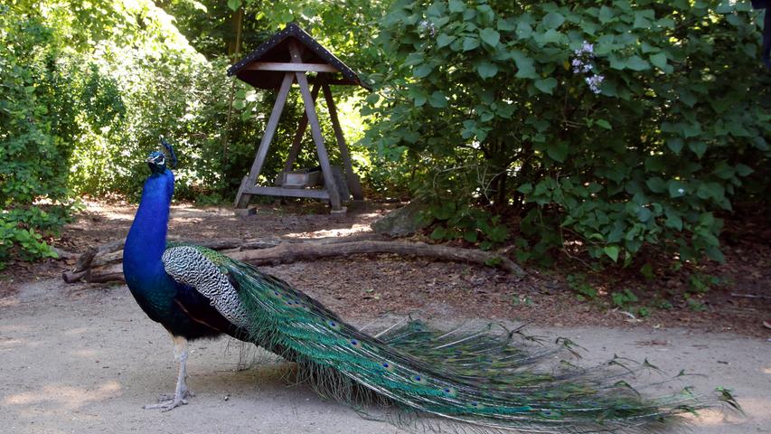 Panik nach Überschallknall - Pfau bricht sich ein Bein