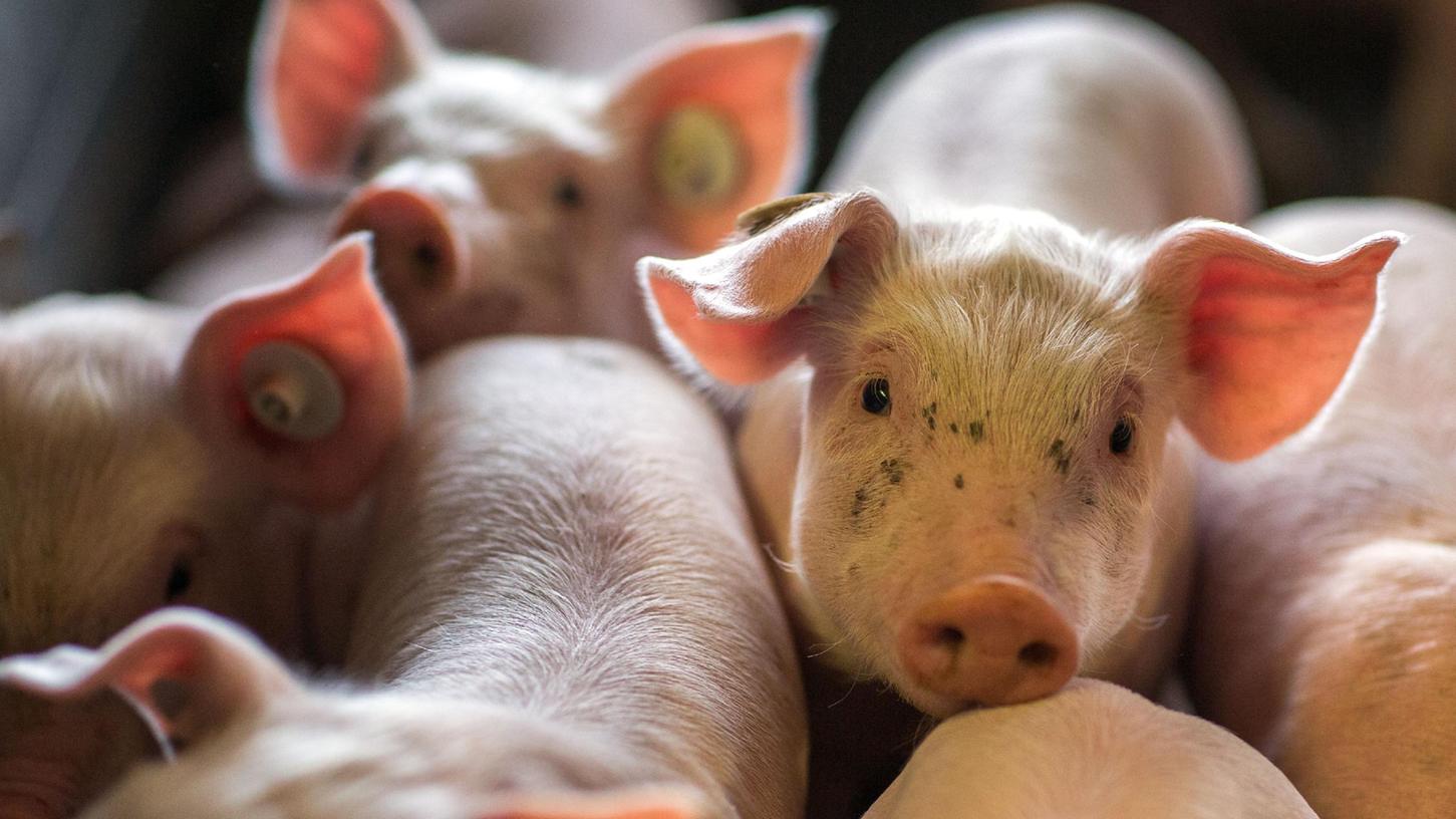 Wenige Tage alte Ferkel in einer Box in den Abferkelställen einer Schweinezuchtanlage. Viele Menschen kritisieren die Zustände in der Massentierhaltung.