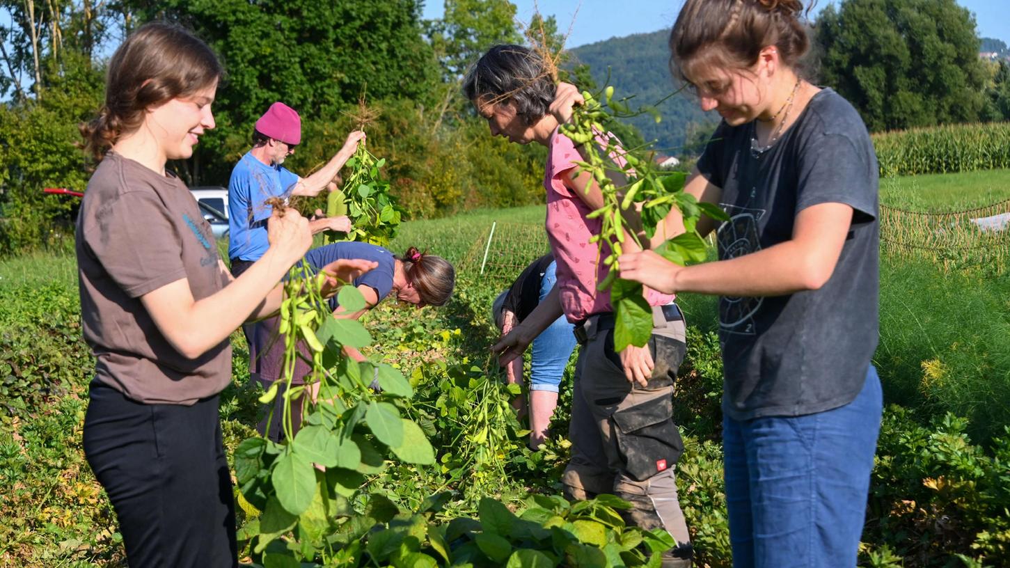 Hier wird geackert: Zu Besuch auf dem Feld der Solidarischen Landwirtschaft Ebermannstadt.