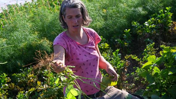 Gärtnerin Susanne Kemmer beim Rausreißen der Sojabohnen-Pflanzen.
