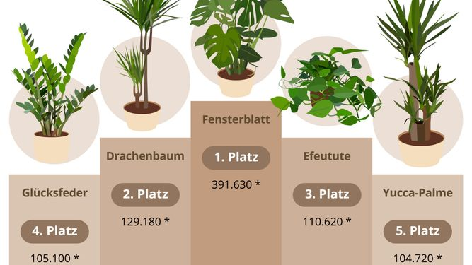 Beliebt und pflegeleicht: Für diese zehn Zimmerpflanzen brauchen Sie keinen grünen Daumen