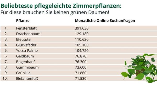beliebteste-zimmerpflanzen-top-10.jpg