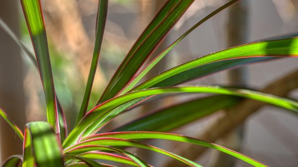 houseplant-4832361_1920.jpg
