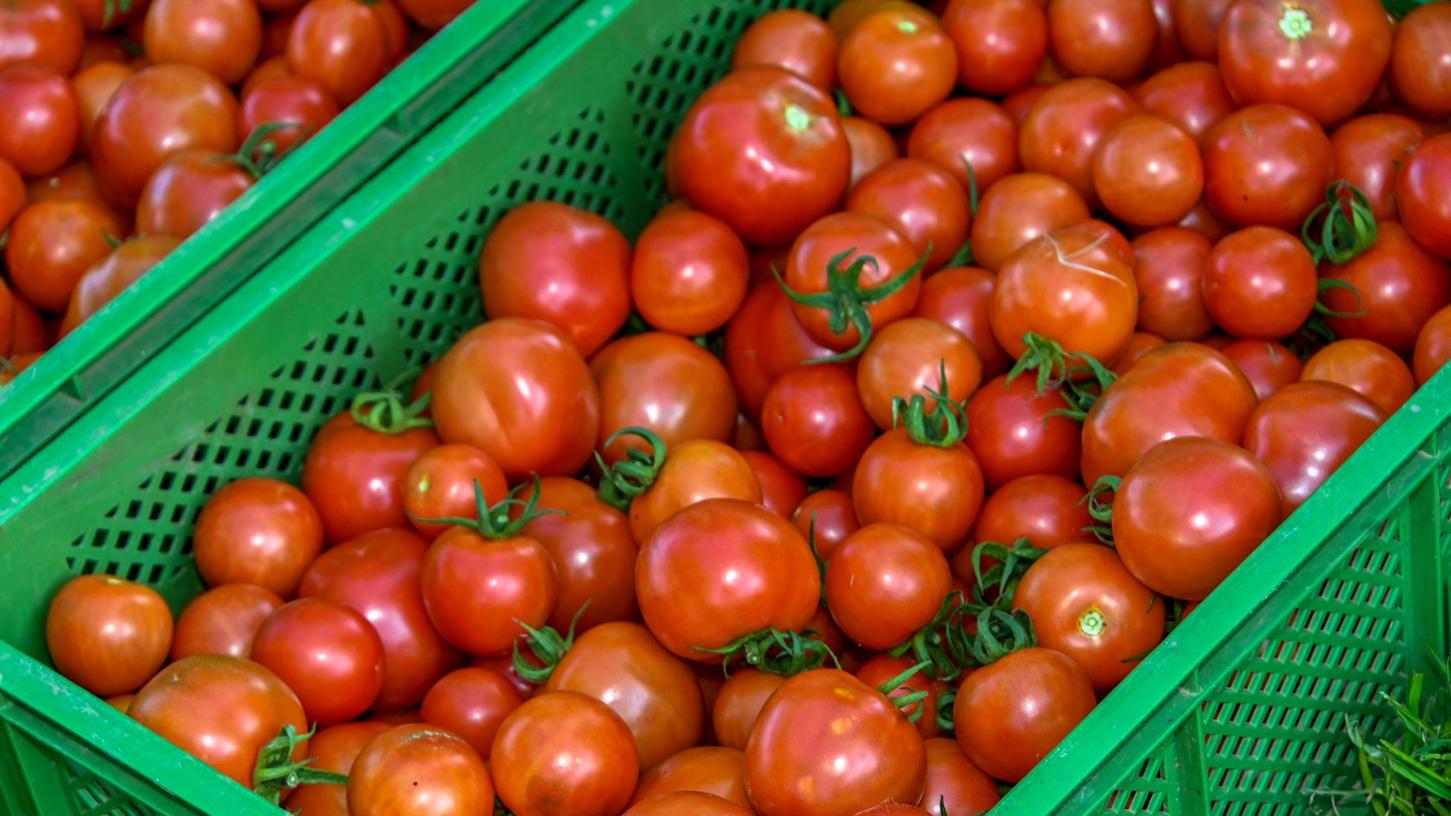 Von der Ebermannstädter Solawi geerntete Tomaten.