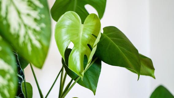 Geheimtipp: Braune und gelbe Blätter - so retten Sie verwelkte Pflanzen