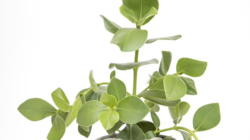 Der Gummibaum gehört auch zu den beliebtesten und pflegeleichtesten Zimmerpflanzen.