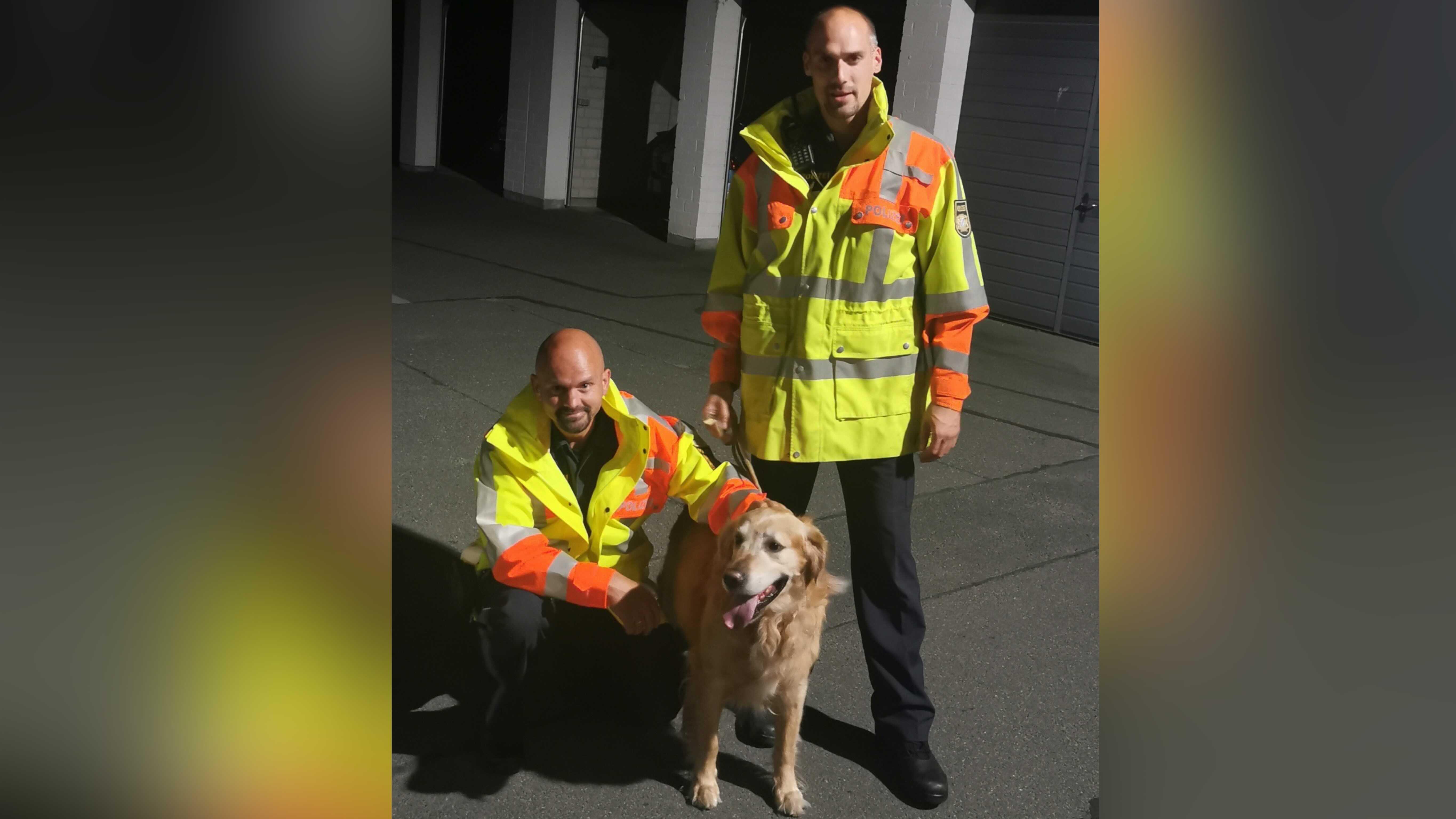 Tobi, ein Golden Retriever aus Heilbronn, wurde von der Polizei auf der Autobahn im 220 km entfernten Plech gerettet.
Tobi, ein Golden Retriever aus Heilbronn, wurde von der Polizei auf der Autobahn im 220 km entfernten Plech gerettet.
