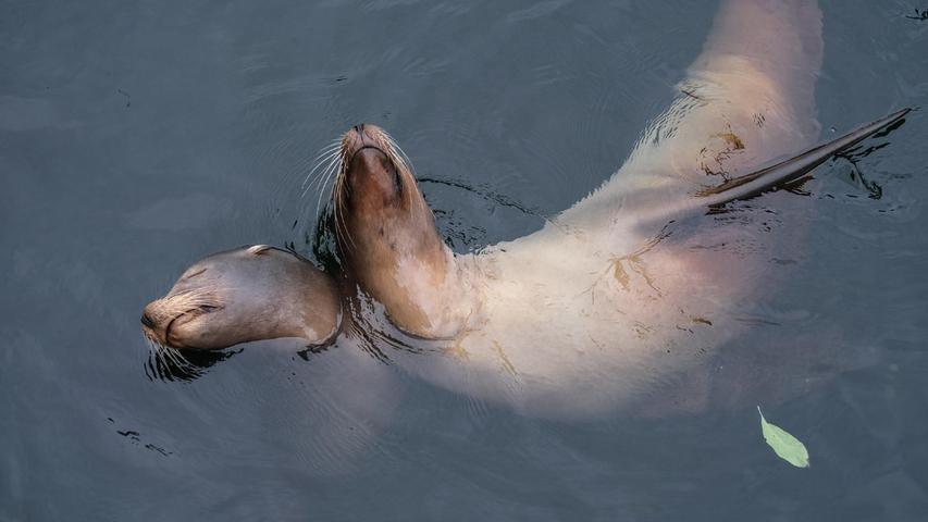 Schlafend lassen sich die beiden Kalifornischen Seelöwen im Nürnberger Tiergarten im Wasser treiben - bis Jungspund "Kasimir" die beiden aufweckte.