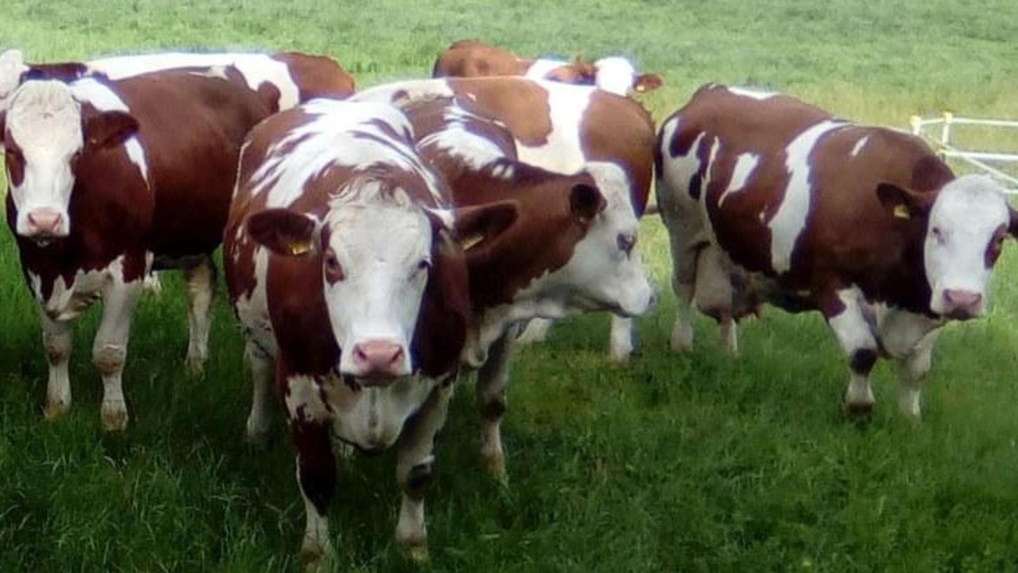 Landwirt will mit Mythen aufräumen: Verkehr viel schlimmer als rülpsende Kühe