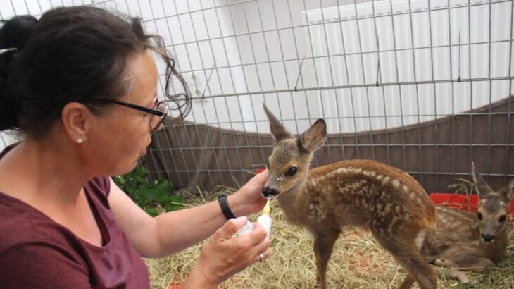 Barbara Gänsbauer war die Ersatzmutter für die beiden Rehkitze, zog sie mit der Flasche auf. Auf diesem Foto sind Rosa und Rudi vier bis fünf Wochen alt. Barbara Gänsbauer war die Ersatzmutter für die beiden Rehkitze, zog sie mit der Flasche auf. Auf diesem Foto sind Rosa und Rudi vier bis fünf Wochen alt.