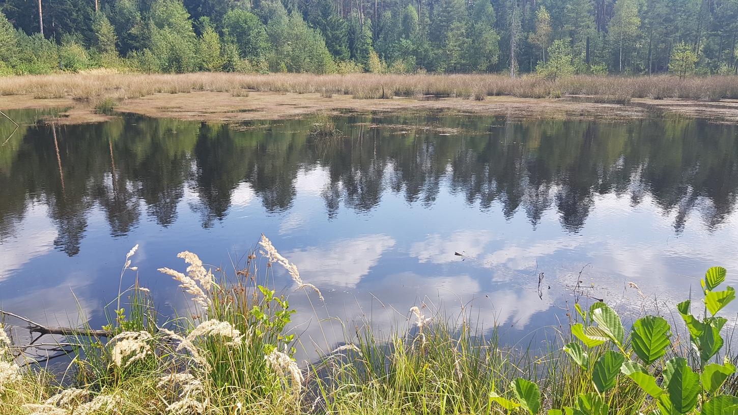 Idylle zwischen alten und jungen Bäumen: Das Gründlacher Moor im Sebalder Reichswald.   