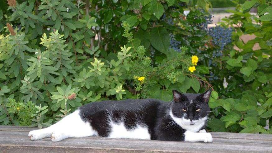 Kater Emilio ist gestorben und hinterlässt nach zehn Lebensjahren eine trauernde Schulfamilie in Forchheim.
Kater Emilio ist gestorben und hinterlässt nach zehn Lebensjahren eine trauernde Schulfamilie in Forchheim.