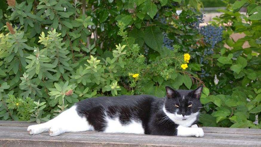 Kater Emilio ist gestorben und hinterlässt nach zehn Lebensjahren eine trauernde Schulfamilie in Forchheim. 