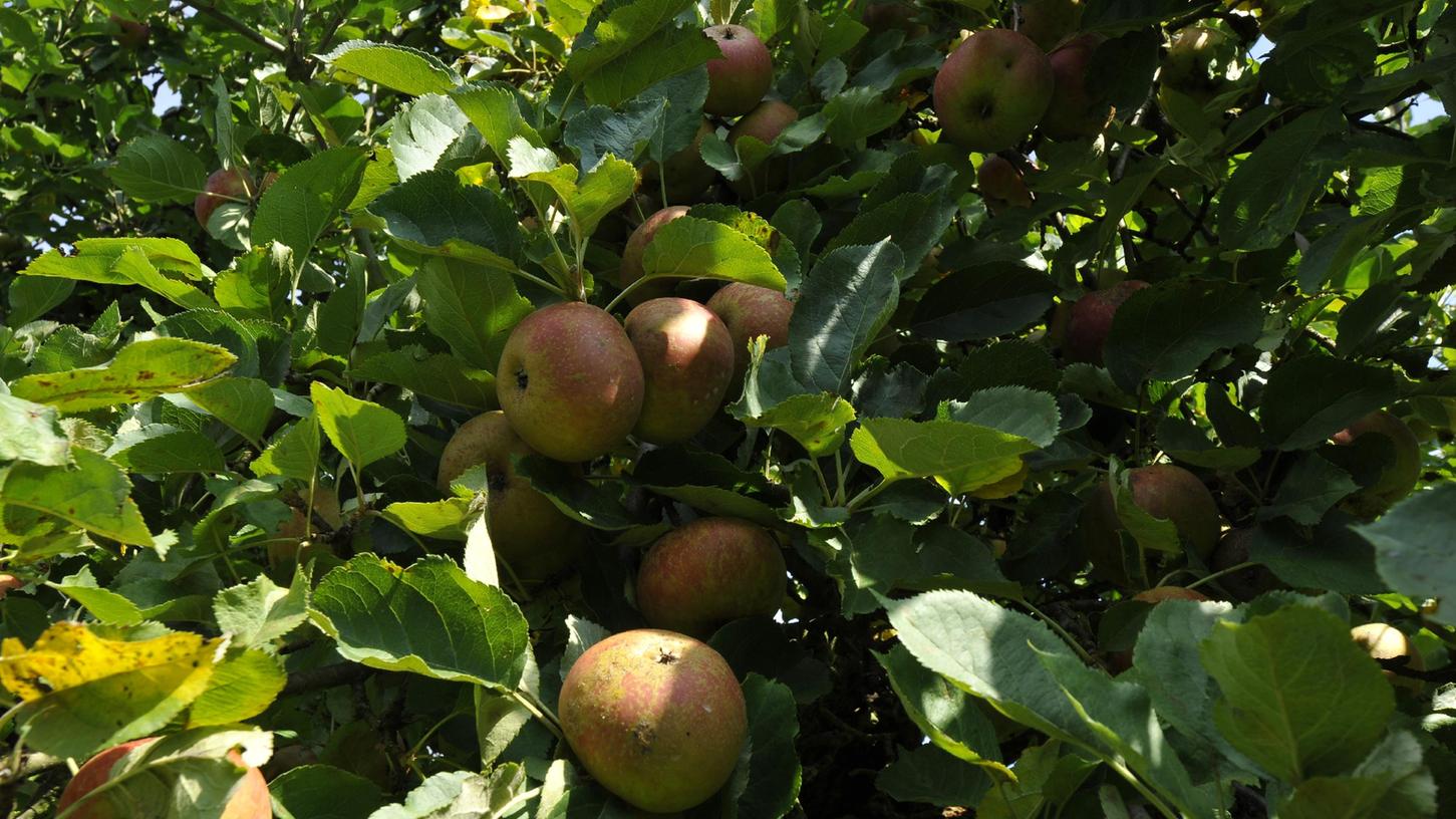 Viele Äpfel sind jetzt reif.