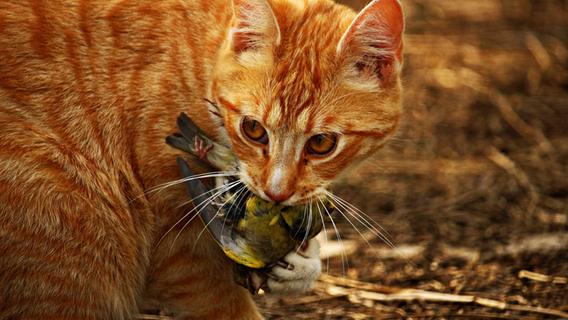 Schnurrende Killer in unseren Gärten: "Darum bringen mich Katzen nur noch zur Weißglut"