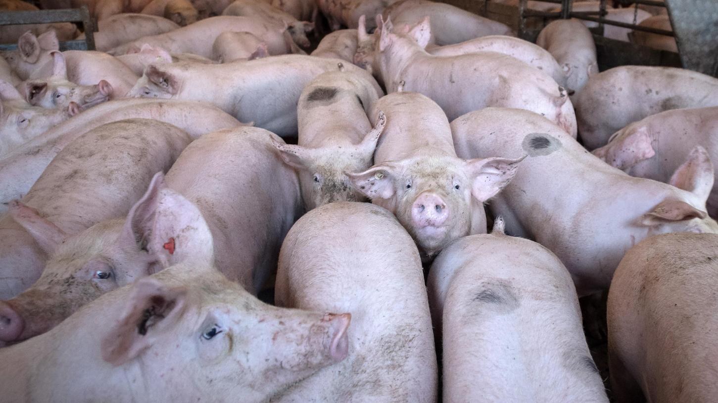 "Die ruinöse Situation in der Schweinehaltung hat ein Ausmaß angenommen, das ich mit über vier Jahrzehnten Erfahrung als Schweinehalter so noch nicht erlebt habe", sagte der Verbandsvorsitzende Heinrich Dierkes.