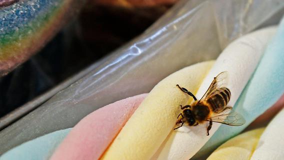 Eigentlich sollten Bienen sich an Blüten satt essen können, doch wo das Nahrungsangebot fehlt, müssen dann künstliche Zuckerstangen reichen.