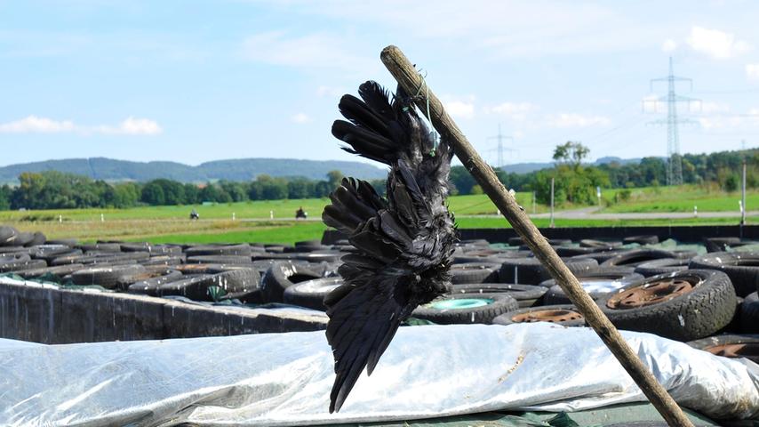 Unverständnis und Verständnis: Aufgehängte Krähen verschrecken in der Fränkischen Schweiz