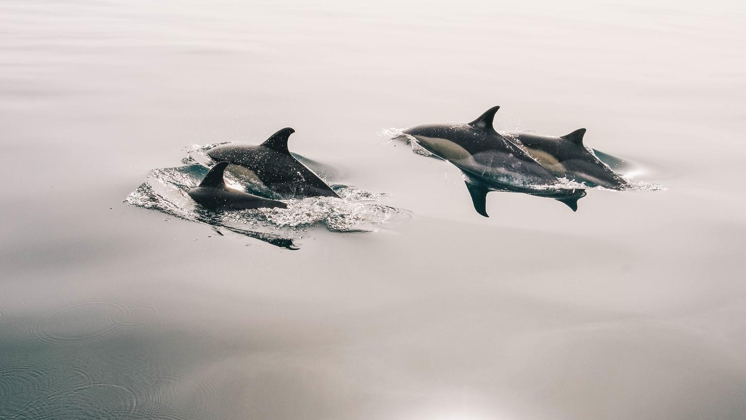 Auf den Färöer-Inseln sind abermals mehrere hundert Delfine in einen Fjord getrieben und anschließend getötet worden.
Auf den Färöer-Inseln sind abermals mehrere hundert Delfine in einen Fjord getrieben und anschließend getötet worden.