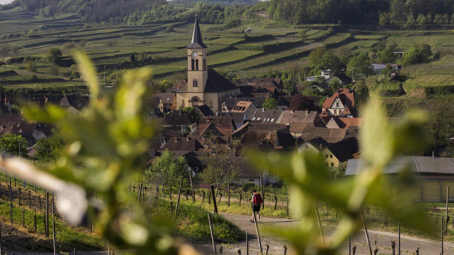 Ein Genuss ist eine Weinwanderung durch den Kaiserstuhl - hier bei Oberrotweil.