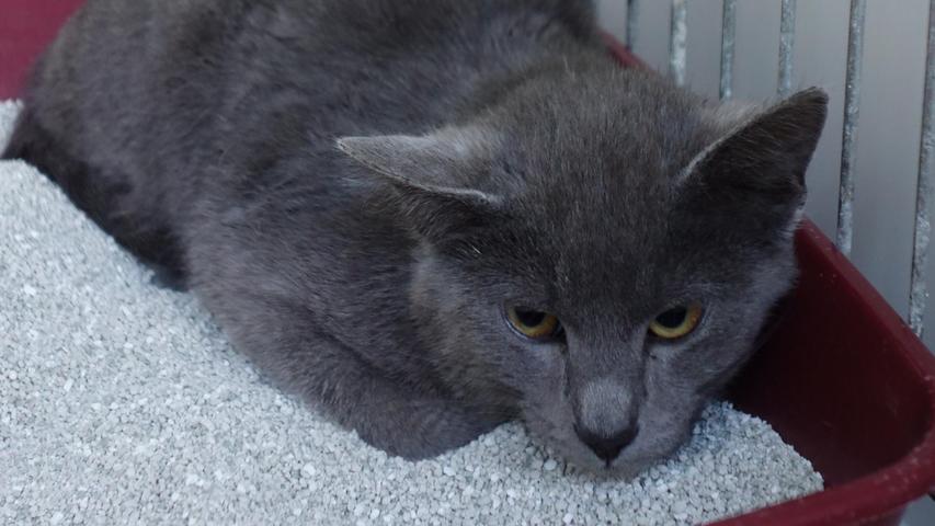 Auch die blau-graue Katze kam als Fundtier ins Tierheim Neumarkt. Sie lief im Ortsteil Riebling der Gemeinde Berg zu. Schon seit etwa sechs Wochen wurde die etwa neun Monate alte Katze immer wieder dort in einem Garten gesehen und nachdem sie sich mehr und mehr dort aufhielt und offenbar keine Absicht mehr hatte, wieder zu gehen, wurde sie schließlich ins Tierheim Neumarkt gebracht. Die Katze zeigte sich anfangs fremden Menschen gegenüber sehr ängstlich, aber schon nach kurzer Zeit fasste sie Vertrauen und ließ sich streicheln. Deshalb ist davon auszugehen, dass auch diese Katze zu einer Familie gehört. Und diese Familie möchte sich bitte im Tierheim Neumarkt melden. Um die Ausbreitung der Pandemie nicht zu fördern und um unsere Mitarbeiter und Besucher zu schützen, wurde das Tierheim Neumarkt komplett für Besucher, Gassigeher und Katzenstreichler geschlossen. Um den Tieren jedoch nicht die Chance auf ein neues Zuhause zu verbauen, finden Tiervermittlung und Beratung dennoch telefonisch beziehungsweise nach vorheriger Terminvereinbarung zwischen 14.30 und 17 Uhr unter Telefon (0 91 81) 2 28 62 statt. In Notfällen und im Falle von Fundtieren ist das Tierheim ebenfalls unter dieser Telefonnummer erreichbar. Hier geht es zur Internet-Seite des Tierheims
Auch die blau-graue Katze kam als Fundtier ins Tierheim Neumarkt. Sie lief im Ortsteil Riebling der Gemeinde Berg zu. Schon seit etwa sechs Wochen wurde die etwa neun Monate alte Katze immer wieder dort in einem Garten gesehen und nachdem sie sich mehr und mehr dort aufhielt und offenbar keine Absicht mehr hatte, wieder zu gehen, wurde sie schließlich ins Tierheim Neumarkt gebracht. Die Katze zeigte sich anfangs fremden Menschen gegenüber sehr ängstlich, aber schon nach kurzer Zeit fasste sie Vertrauen und ließ sich streicheln. Deshalb ist davon auszugehen, dass auch diese Katze zu einer Familie gehört. Und diese Familie möchte sich bitte im Tierheim Neumarkt melden. Um die Ausbreitung der Pandemie nicht zu fördern und um unsere Mitarbeiter und Besucher zu schützen, wurde das Tierheim Neumarkt komplett für Besucher, Gassigeher und Katzenstreichler geschlossen. Um den Tieren jedoch nicht die Chance auf ein neues Zuhause zu verbauen, finden Tiervermittlung und Beratung dennoch telefonisch beziehungsweise nach vorheriger Terminvereinbarung zwischen 14.30 und 17 Uhr unter Telefon (0 91 81) 2 28 62 statt. In Notfällen und im Falle von Fundtieren ist das Tierheim ebenfalls unter dieser Telefonnummer erreichbar. Hier geht es zur Internet-Seite des Tierheims
