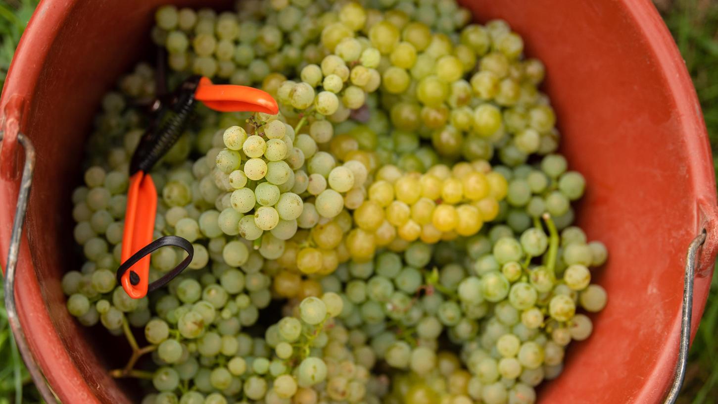 Der Fränkische Weinbauverband erwartet für 2021 eine normale Erntemenge. Der Fränkische Weinbauverband erwartet für 2021 eine normale Erntemenge.