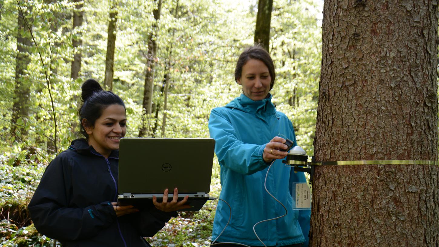 Wie geht es den Bäumen? Das versuchen Dr. Zeynab Foroozan, (rechts am Baum) und Annette Debel (links) im Rahmen des Projekts "BayTreeNet" mit Hilfe eines Dendrometers herauszufinden. 