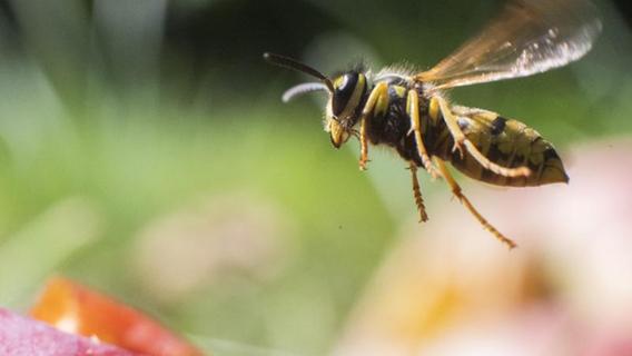 Achtung Wespen: Bayerns Biergärten und Kaffeetafeln könnten viel ungebetenen Besuch bekommen