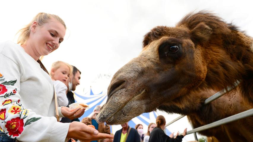 Kamele füttern: Das geht auch nicht alle Tage in Neumarkt.