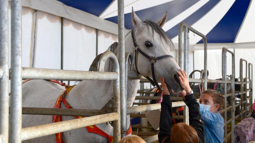 Auch Pferde gehören zum Circus Renz. Und auch sie lassen sich mit einem Leckerchen gerne verwöhnen.